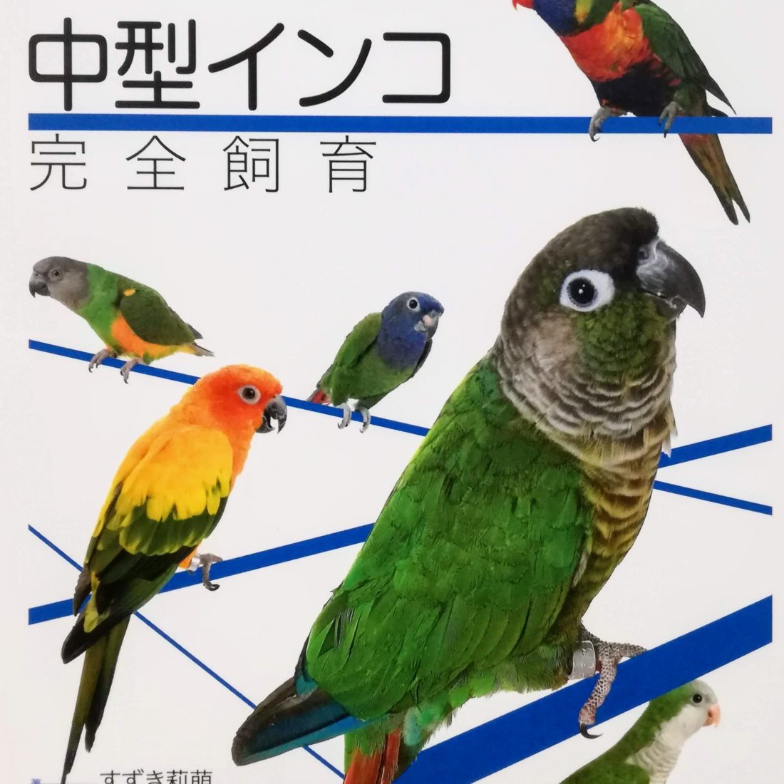 全国総量無料で- 私のインコ 豪華限定版・••定価１ - lab.comfamiliar.com